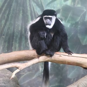 Helen Brach Primate House - Black-and-White Colobus Monkey