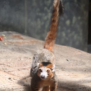 Helen Brach Primate House - Crowned Lemur
