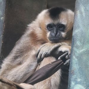 Helen Brach Primate House - White-Cheeked Gibbon