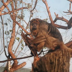 Helen Brach Primate House - Southern Black Howler Monkey