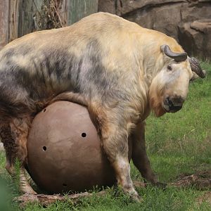 Camel & Zebra Area - Sichuan Takin