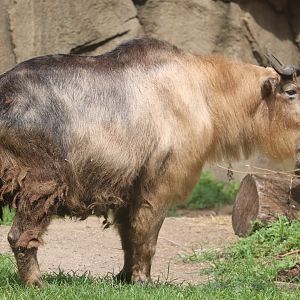 Camel & Zebra Area - Sichuan Takin