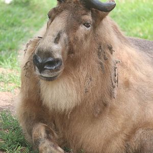 Camel & Zebra Area - Sichuan Takin