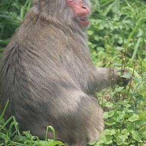 Regenstein Macaque Forest - Japanese Macaque