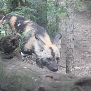 Regenstein African Journey - African Painted Dog