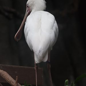 Regenstein African Journey - African Spoonbill