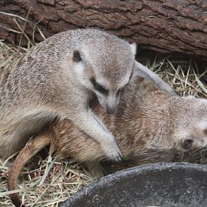Regenstein African Journey - Meerkat