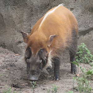 Regenstein African Journey - Red River Hog