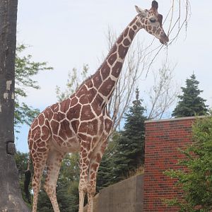 Regenstein African Journey - Giraffe