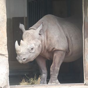 Regenstein African Journey - Eastern Black Rhinoceros