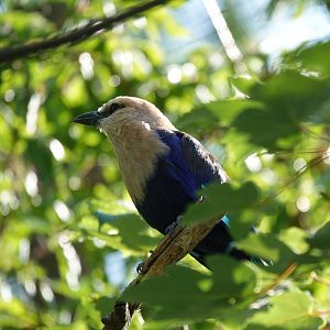 Blue-bellied roller