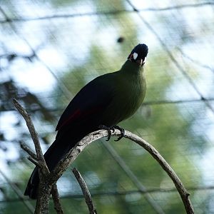 Hartlaub's turaco