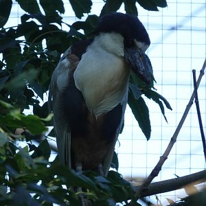 Boat-billed heron