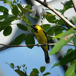 Yellow oriole