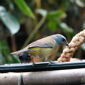 Green-mantled tanager