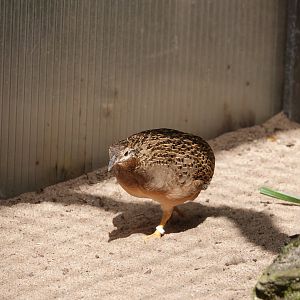 Chilean tinamou
