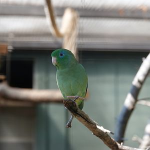 Spectacled parrotlet