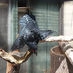 Lesser palm cockatoo enjoying water from the sprayer
