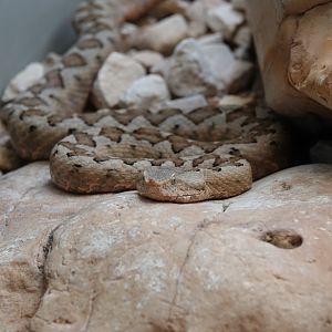 Nose-horned viper