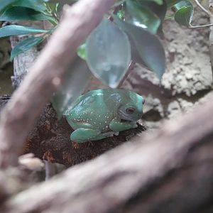 Australian green tree frog