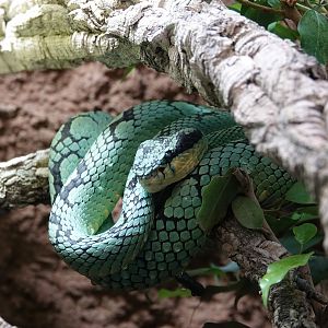 Ceylon pitviper