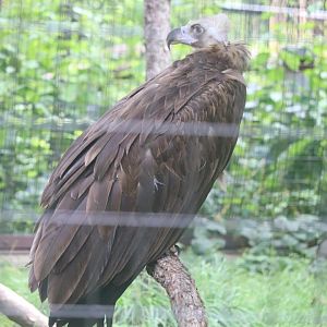 Regenstein Birds of Prey - Cinereous Vulture