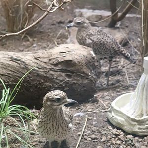 McCormick Bird House - Spotted Dikkop