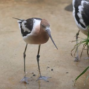 McCormick Bird House - American Avocet