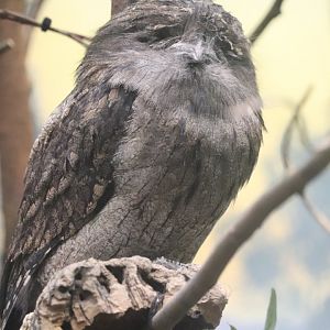 McCormick Bird House - Tawny Frogmouth