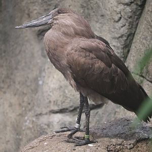 McCormick Bird House - Hamerkop