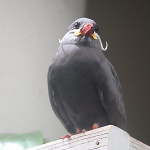 McCormick Bird House - Inca Tern