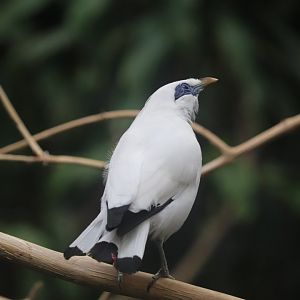 McCormick Bird House - Bali Myna