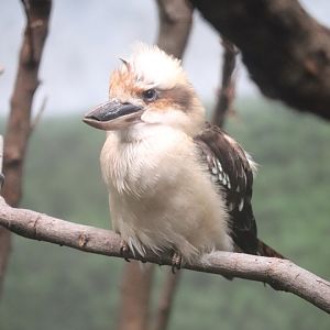 McCormick Bird House - Laughing Kookaburra