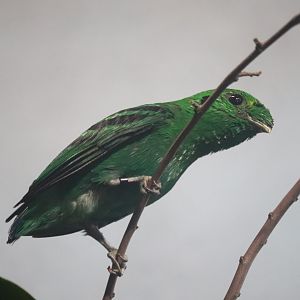 McCormick Bird House - Green Broadbill