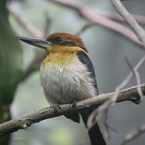 McCormick Bird House - Guam Kingfisher
