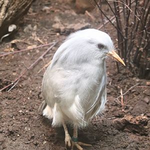 McCormick Bird House - Kagu