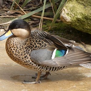Waterfowl ID? ~ Rutland Zoo
