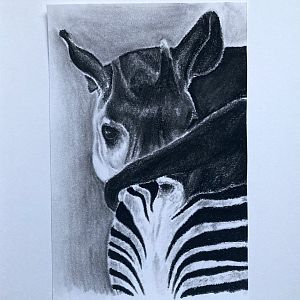 Okapi in charcoal
