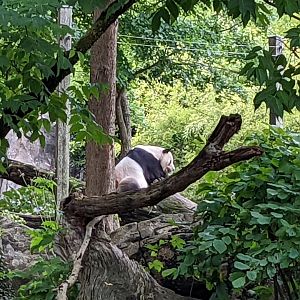 Giant Panda