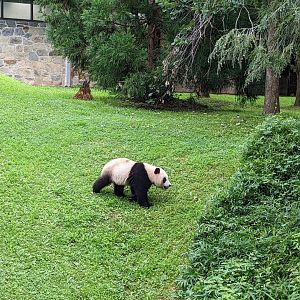 Giant Panda