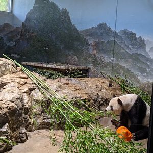 Giant Panda - Indoor habitat