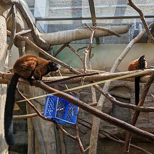 Red ruffed lemur