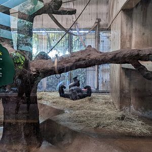 Western lowland gorilla