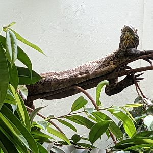 Komodo dragon (small)