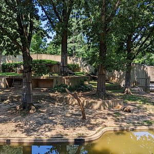 African lion habitat