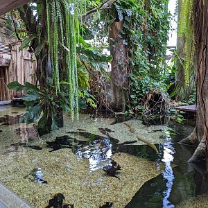 Amazonia entrance area