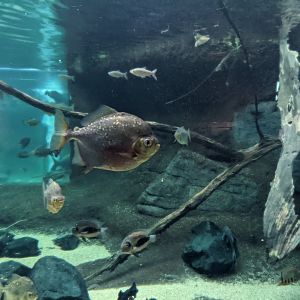 Large tank - Amazonia