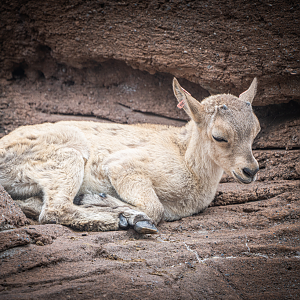 West Caucasian Tur calf