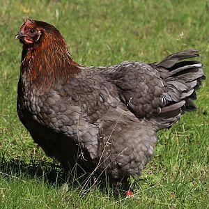 Hedemora chicken, hen