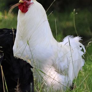 Hedemora chicken, rooster